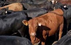 ميناء دمياط يستقبل 4 آلاف رأس ماشية.. ويصدر 20 ألف طن يوريا