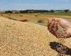6.3 مليون طن.. صادرات أوكرانيا من الحبوب ترتفع في أبريل