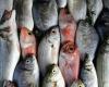الزراعة: مصر الثالثة عالميا في إنتاج السمك البلطي والبوري بـ 2 مليون طن سنويا